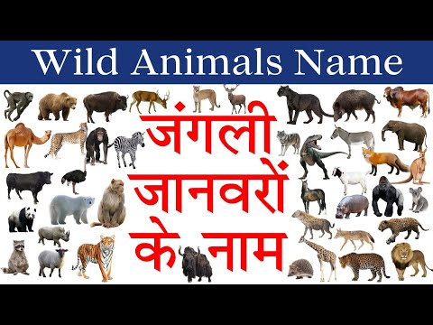 Wild Animals Name List with Pictures in English